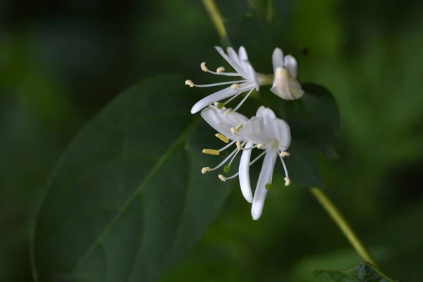 Japanse Kamperfoelie Lonicera Japonica Bloemen Caprifoliaceae Groenblijvende Wijnstruik Zoete Witte — Stockfoto