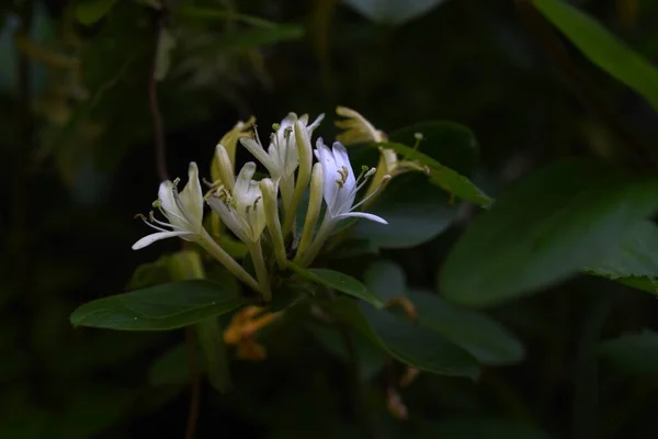 Japoński Wiciokrzew Lonicera Japonica Kwiaty Caprifoliaceae Wiecznie Zielony Krzew Winorośli — Zdjęcie stockowe