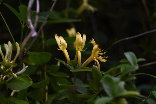 Japanska Kaprifol Lonicera Japonica Blommor Caprifoliaceae Evergreen Vine Buske Sötdoftande — Stockfoto