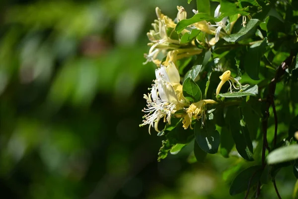 Japon Hanımeli Lonicera Japonica Çiçekleri Caprifoliaceae Asma Çalısı Tatlı Kokulu — Stok fotoğraf