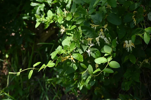 일본의 Lonicera Japonica 국화과는 상록수 관목이다 냄새가 초여름에 피어나 노랗게 — 스톡 사진