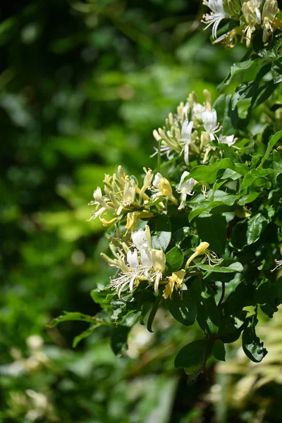 Ιαπωνικά Λουλούδια Από Αγιόκλημα Lonicera Japonica Caprifoliaceae Αειθαλής Θάμνος Αμπέλου — Φωτογραφία Αρχείου
