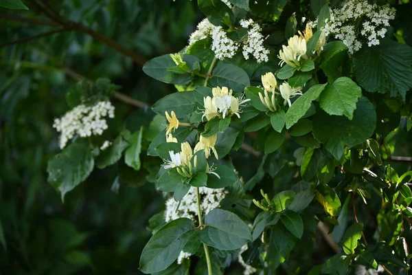 スイカズラ スイカズラ の花を咲かせます 株は常緑蔓性低木です 初夏に甘い芳香のする白い花を咲かせ 次第に黄色に変わります — ストック写真