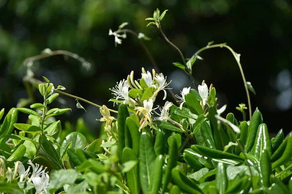 일본의 Lonicera Japonica 국화과는 상록수 관목이다 냄새가 초여름에 피어나 노랗게 — 스톡 사진