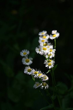 Philadelphia 'nın bitli çiçekleri. Asteraceae bitkileri Kuzey Amerika 'ya özgüdür. Nisan 'dan Haziran' a kadar çiçek açar. Beyaz ya da pembe ligulat çiçekleri ve sarı tüp çiçekleri.