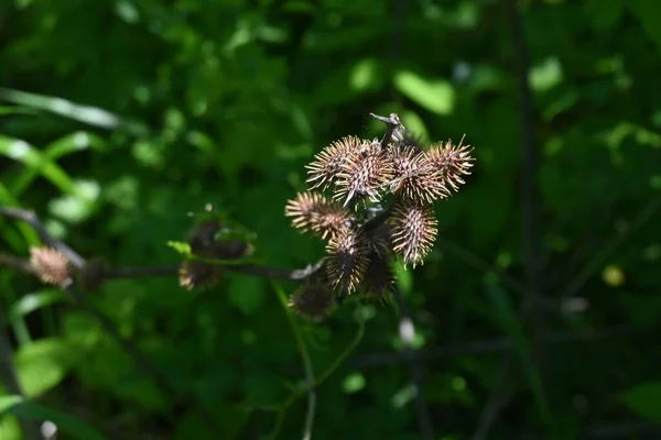 Cocklebur Bilezikleri Asteraceae Yıllık Bitkileri Parmaklıklar Sayısız Dikenli Çentiklerdir — Stok fotoğraf