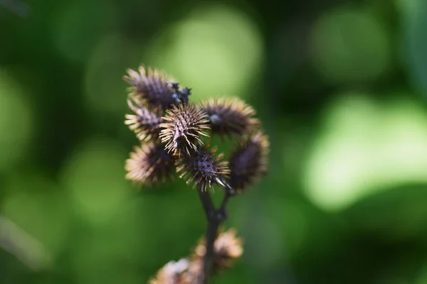 コックルバーの破片だ アスタナ科の年間植物 レンガは多くの棘を持つバリです — ストック写真