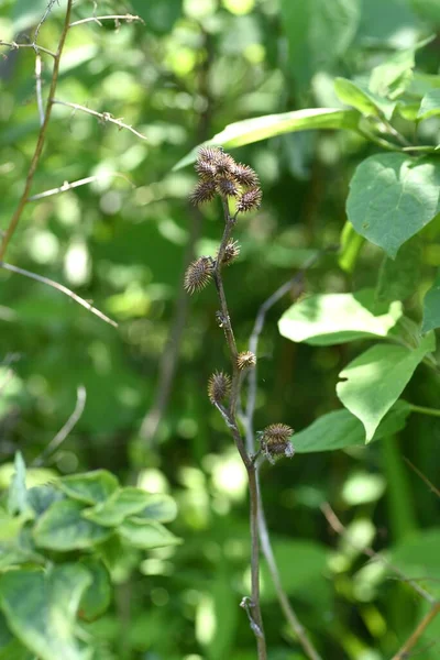 Cocklebur的作品 菊科一年生植物 卤虫是有很多刺的毛刺 — 图库照片