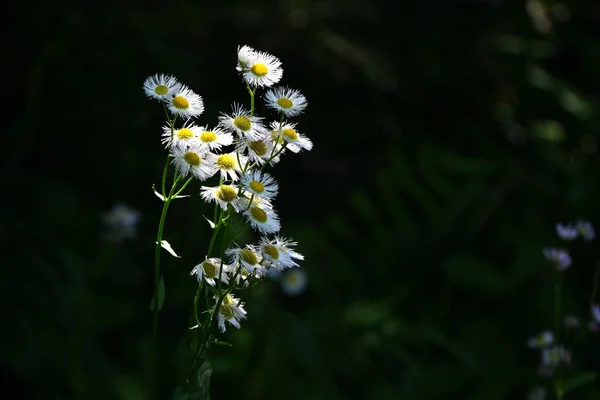 Филадельфия Блохастые Цветы Asteraceae Perennial Plants Native North America Цветет — стоковое фото