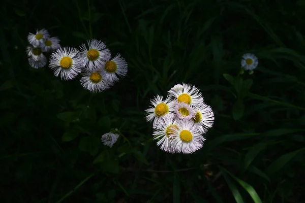필라델피아가 피운다 아메리카 토착종 Asteraceae 북아메리카에 자생하는 월부터 월까지 흰색이나 — 스톡 사진