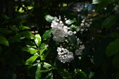 Dağ defne (Kalmia latifolia) çiçekleri. Ericaceae yaprak döken çalısı, Kuzey Amerika 'ya özgü. İçinde mor lekeler olan beşgen çiçekler yaz başında çiçek açar..