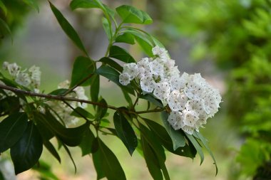 Dağ defne (Kalmia latifolia) çiçekleri. Ericaceae yaprak döken çalısı, Kuzey Amerika 'ya özgü. İçinde mor lekeler olan beşgen çiçekler yaz başında çiçek açar..