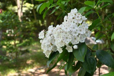Dağ defne (Kalmia latifolia) çiçekleri. Ericaceae yaprak döken çalısı, Kuzey Amerika 'ya özgü. İçinde mor lekeler olan beşgen çiçekler yaz başında çiçek açar..