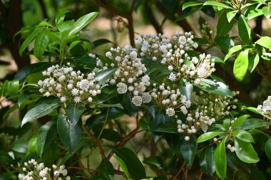 Dağ defne (Kalmia latifolia) çiçekleri. Ericaceae yaprak döken çalısı, Kuzey Amerika 'ya özgü. İçinde mor lekeler olan beşgen çiçekler yaz başında çiçek açar..