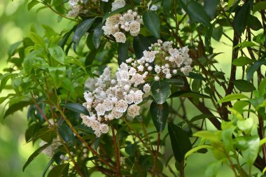 Dağ defne (Kalmia latifolia) çiçekleri. Ericaceae yaprak döken çalısı, Kuzey Amerika 'ya özgü. İçinde mor lekeler olan beşgen çiçekler yaz başında çiçek açar..