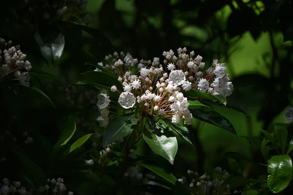 Berglorbeer Kalmia Latifolia Blüht Ericaceae Sommergrüner Strauch Der Nordamerika Heimisch — Stockfoto