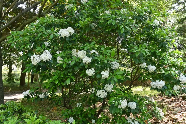 Laurbærblomster Kalmia Latifolia Ericaceae Løvkratt Hjemmehørende Nord Amerika Pentagonale Blomster – stockfoto