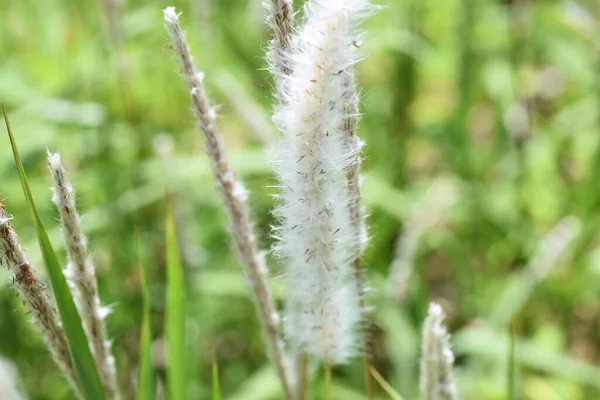 Cogongrass Циліндрична Імператриця Багаторічний Бур Poaceae Має Червоно Коричневі Квіткові — стокове фото