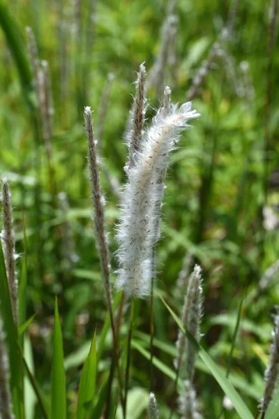 Cogongrass Imperata Cylindrica Poaceae Meerjarige Wiet Het Heeft Roodbruine Bloempieken — Stockfoto