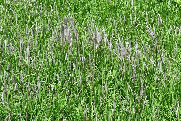 Cogongrass Imperata Cylindrica Hierba Perenne Poaceae Tiene Espigas Flores Color — Foto de Stock