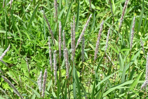Cogongrass Imperata Cylindrica Poaceae Évelő Vörös Barna Virágtüskéi Vannak Nyár — Stock Fotó