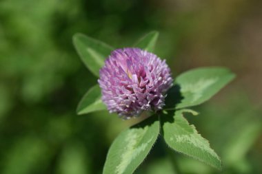 Kırmızı yonca çiçekleri. Fabaceae daimi bitkileri. Çiçek mevsimi nisandan eylüle kadar. Otlaklar ve çiftlik hayvanları için kullanılır..