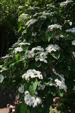 Linden viburnum (Viburnum dilatatum) çiçekleri. Viburaceae yaprak döken çalı. Mayıs 'tan Haziran' a kadar birçok beyaz çiçek açar..