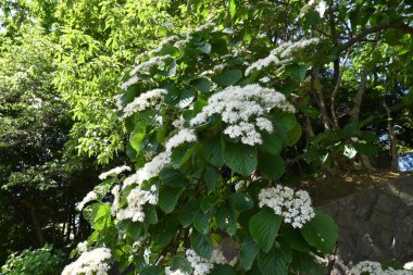Linden viburnum (Viburnum dilatatum) çiçekleri. Viburaceae yaprak döken çalı. Mayıs 'tan Haziran' a kadar birçok beyaz çiçek açar..
