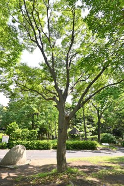  Japon zelkova (Zelkova serrata) ağacı ve taze yeşil yapraklar. Çok güzel bir ağaç şekli vardır ve genellikle bir park ağacı ya da yol kenarı ağacı olarak kullanılır..