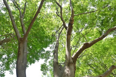  Japon zelkova (Zelkova serrata) ağacı ve taze yeşil yapraklar. Çok güzel bir ağaç şekli vardır ve genellikle bir park ağacı ya da yol kenarı ağacı olarak kullanılır..