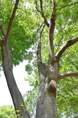  Japon zelkova (Zelkova serrata) ağacı ve taze yeşil yapraklar. Çok güzel bir ağaç şekli vardır ve genellikle bir park ağacı ya da yol kenarı ağacı olarak kullanılır..