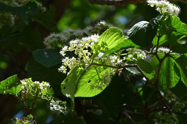 Linden Viburnum Viburnum Dilatatum Çiçekleri Viburaceae Yaprak Döken Çalı Mayıs — Stok fotoğraf