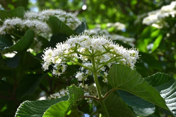 リンデン ビブルナム Viburnum Dilatatum Viburnaceae落葉低木 5月6月に 多数の白い小花を咲かせます — ストック写真