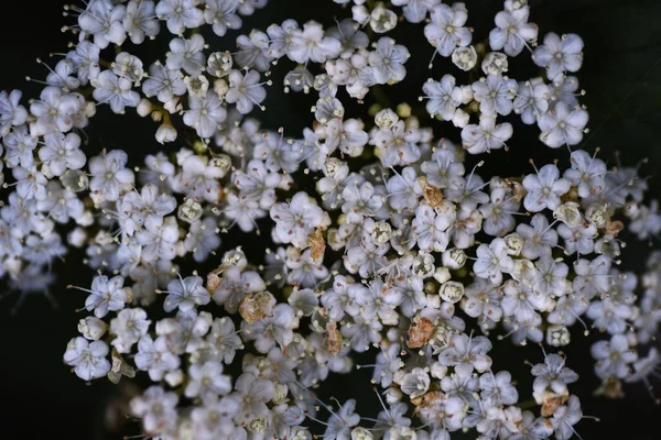 Linden Viburnum Viburnum Dilatatum Blommor Viburnaceae Lövbuske Många Vita Blommor — Stockfoto