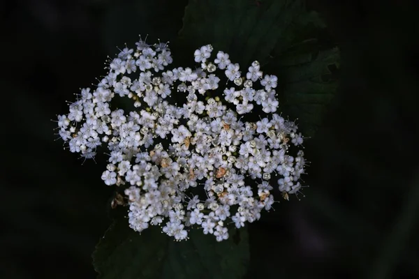 Linden Viburnum Viburnum Dilatatum Bloeit Viburnaceae Bladverliezende Struik Veel Witte — Stockfoto