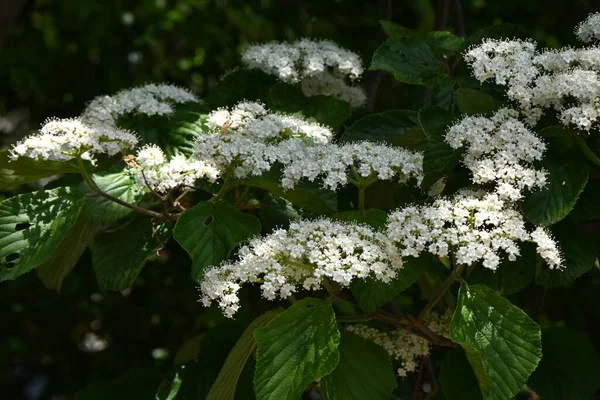 林登冬青花 Viburnum Dilatum 刺槐科落叶灌木 从五月到六月 许多白色的小花在胸腺开花 — 图库照片