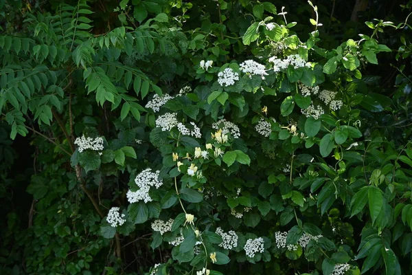 Linden Viburnum Viburnum Dilatatum Květiny Viburnaceae Listnatý Keř Mnoho Bílých — Stock fotografie