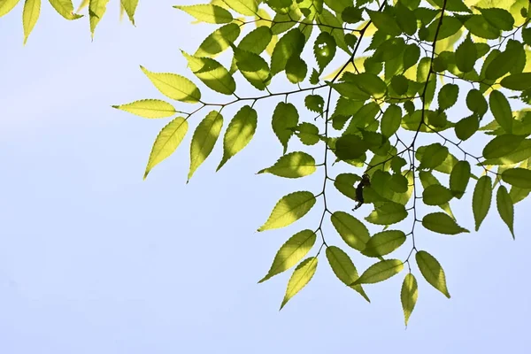 Японське Зелькове Дерево Zelkova Serrata Свіже Зелене Листя Він Має — стокове фото