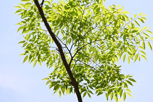 Zelkova Japonés Zelkova Serrata Árbol Hojas Verdes Frescas Tiene Una — Foto de Stock