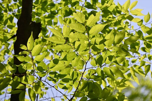 日本のケヤキ ケヤキセラタ の木と新緑 美しい樹形をしており 公園樹や街路樹として用いられることが多い — ストック写真