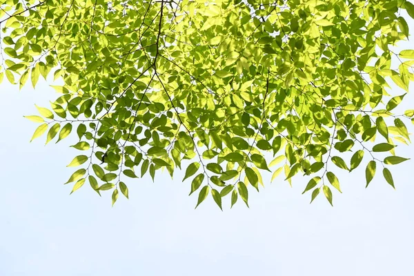 Japanese Zelkova Zelkova Serrata Tree Fresh Green Leaves Has Beautiful — Stock Photo, Image