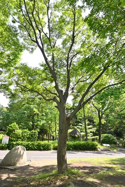 Japanse Zelkova Zelkova Serrata Boom Verse Groene Bladeren Het Heeft — Stockfoto