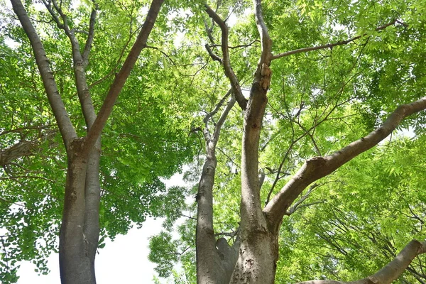 Zelkova Jepang Zelkova Serrata Dan Daun Hijau Segar Pohon Ini — Stok Foto