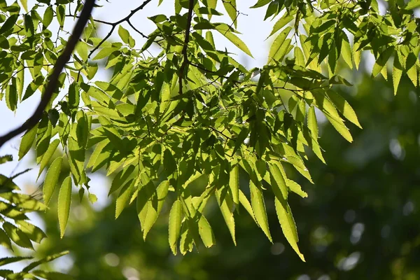 Zelkova Japonés Zelkova Serrata Árbol Hojas Verdes Frescas Tiene Una —  Fotos de Stock