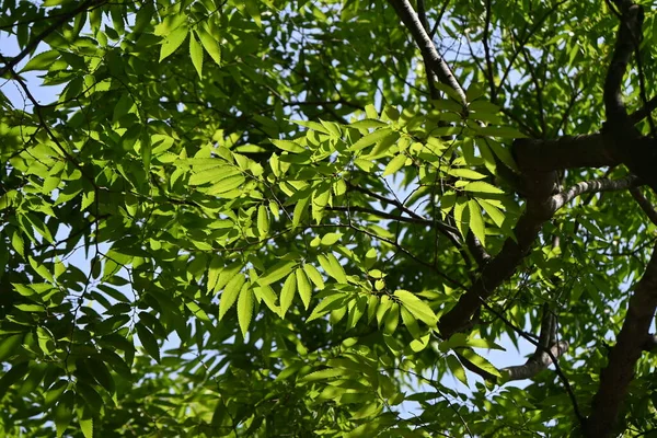 Zelkova Japonês Zelkova Serrata Árvore Folhas Verdes Frescas Tem Uma — Fotografia de Stock
