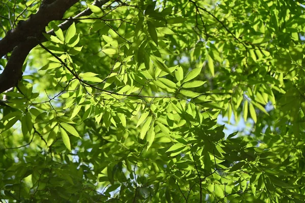 Japansk Zelkova Zelkova Serrata Tre Friske Grønne Blader Den Har – stockfoto
