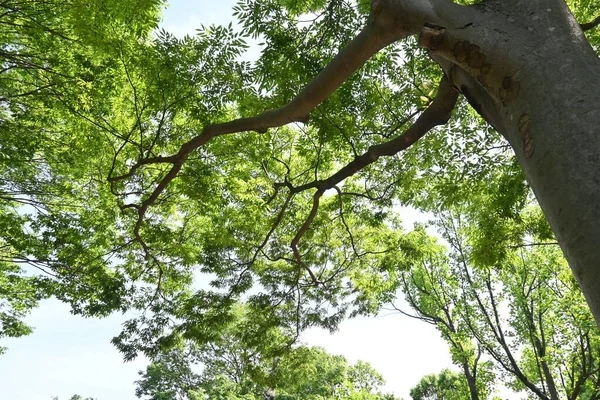 Japansk Zelkova Zelkova Serrata Träd Och Färska Gröna Blad Den — Stockfoto