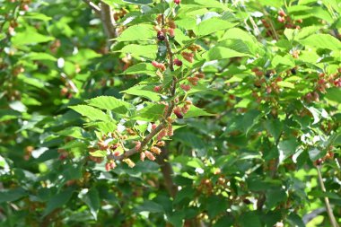 Olgun dutlar. Moraceae yapraklı meyve ağacı. Yazın başında olgunlaşıp siyah mora dönüşen böğürtlenler ham yiyecek ve meyve şarabı için kullanılır ve yapraklar serikültür için kullanılır..
