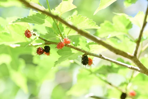 뽕나무 낙엽성 여름에 열매는 자주색으로 생식품 과일성 포도주에 사용되며 양식에 — 스톡 사진