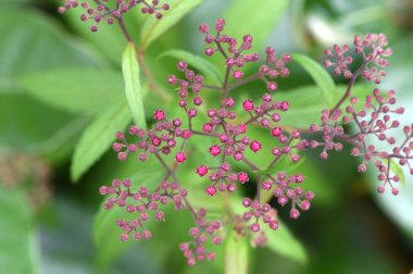 Japon Meadowsweet (Spiraea japonica) çiçekleri. Rosaceae yaprak döken çalı. Mayıs 'tan Ağustos' a kadar beş yapraklı soluk pembe çiçekler açar.